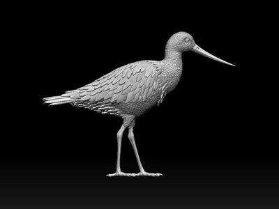 bird 06
