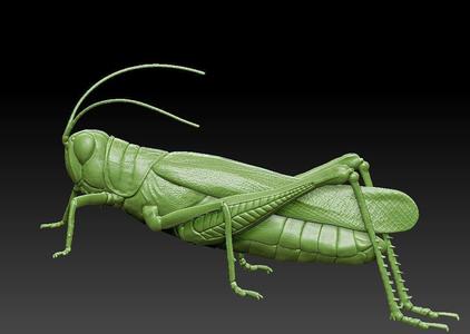 Grasshopper