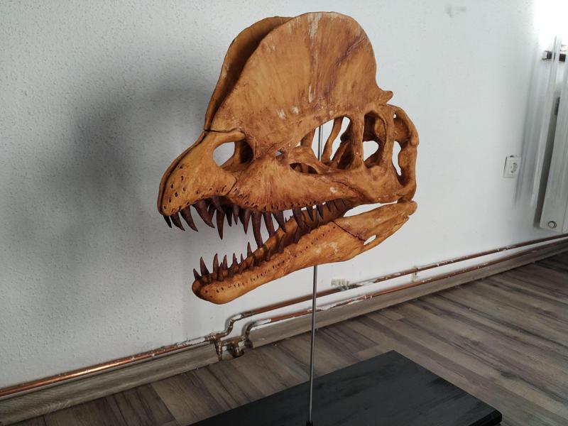 Dilophosaurus Skull