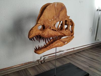 Dilophosaurus Skull