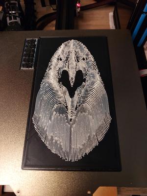 Eagle Portrait 1
