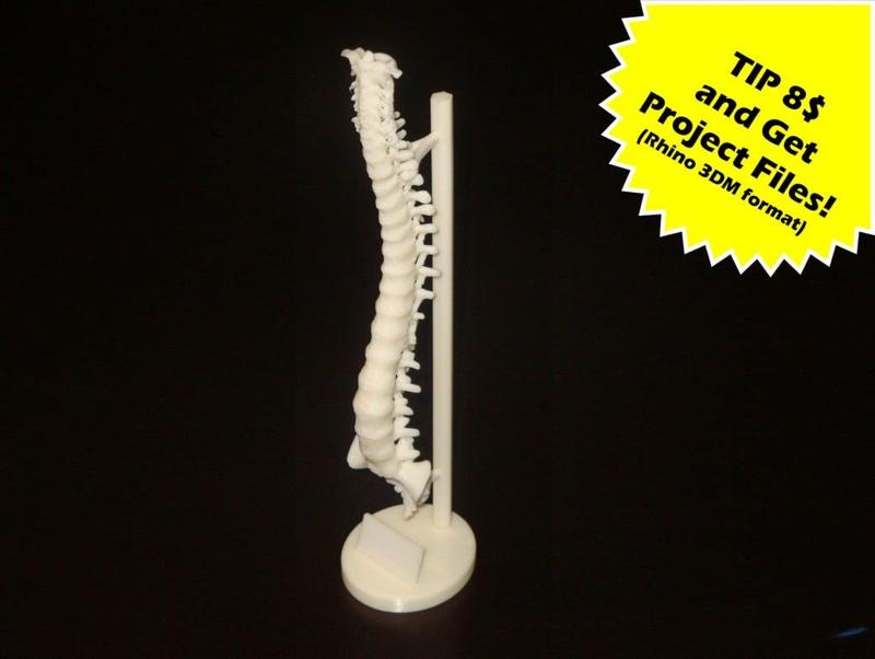 Human Spine with Exposure Stand