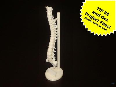 Human Spine with Exposure Stand