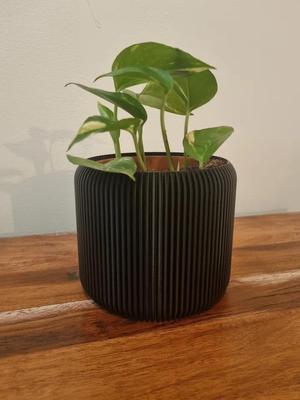 Paramteric Plant Pot/Vase