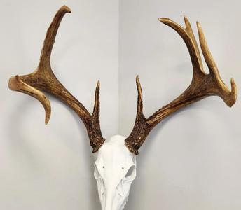 “Swamp Donkey” Deer Skull