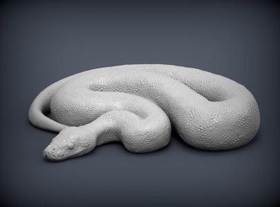 Ball Pythons