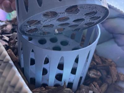 Orchid Baskets