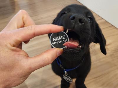 Pet Tag, Name tag, Dog Tag, thick and easy print