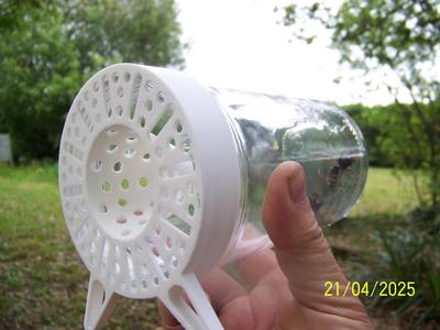 Asian hornet trap – free bees