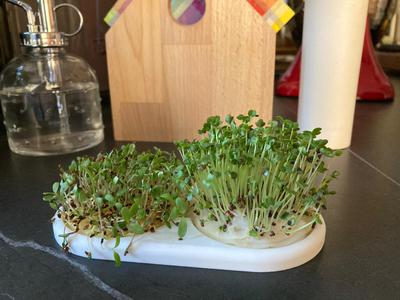 Kresse/Samen Brettchen Sprouts seeding plate