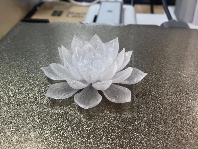 Water lily