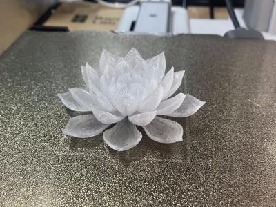 Water lily