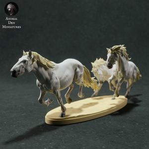 Camargue Horses Running