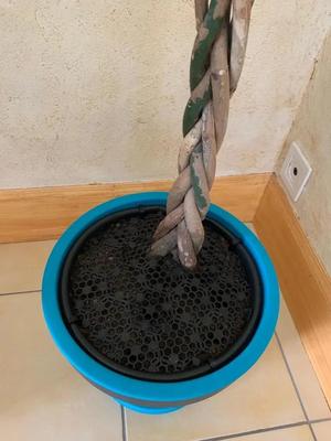 Vase soil protector against toddlers