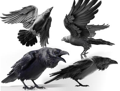 3 Crows 3D Model Collection