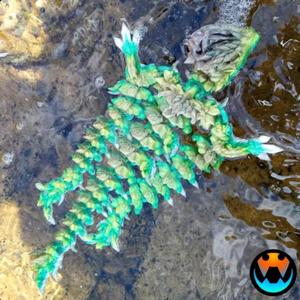 Jellyfish Dragon