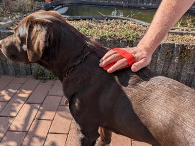 Pet Grooming Brush – Flexible & Effective!
