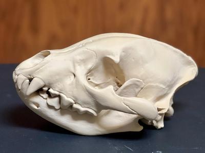 Spotted (Laughing) Hyena Skull Scan