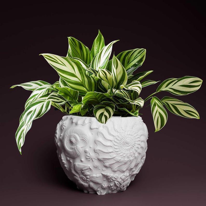 Shellfish Plant pot with drainage 3D Printer STL file: instant download, gardening gift
