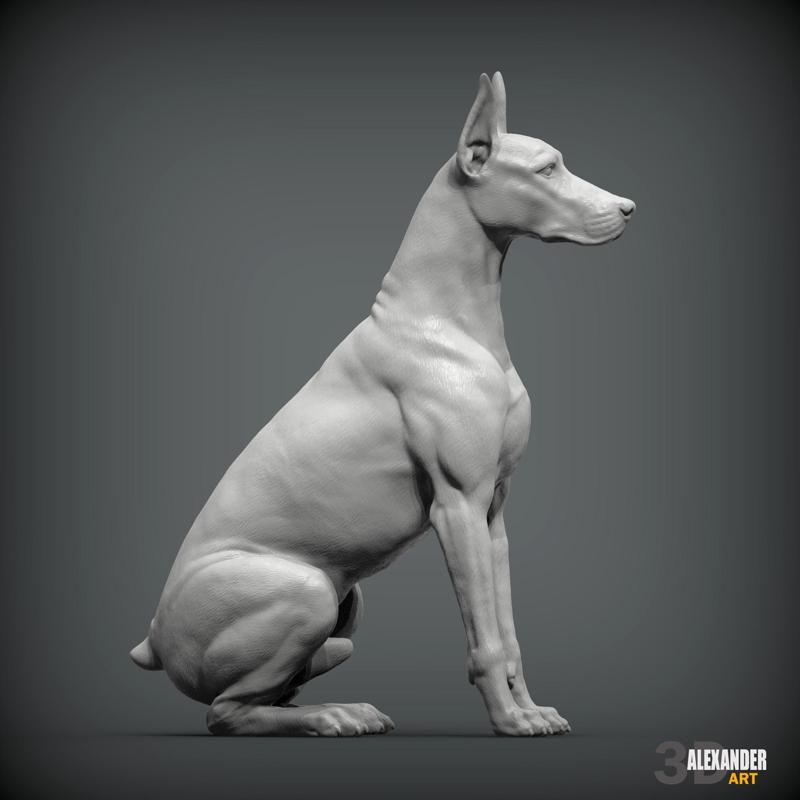 Doberman is sitting
