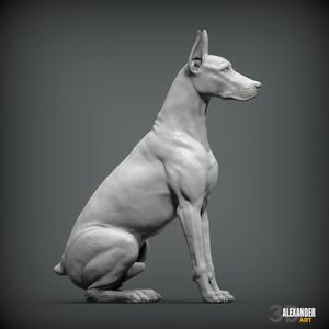 Doberman is sitting