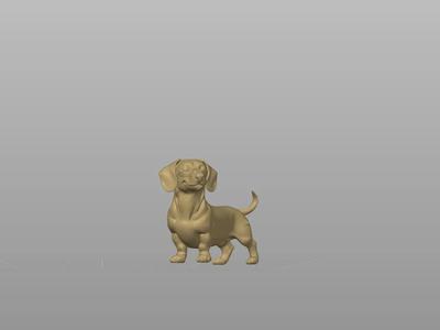 Dachshund short hair   
