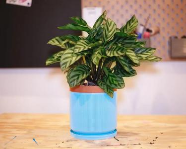 6 inch mid century modern planter (vase mode)