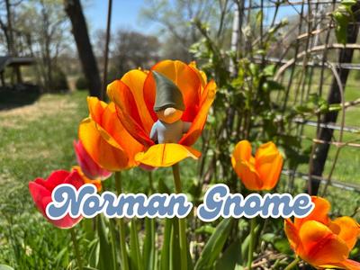 Norman the Simplistic Gnome
