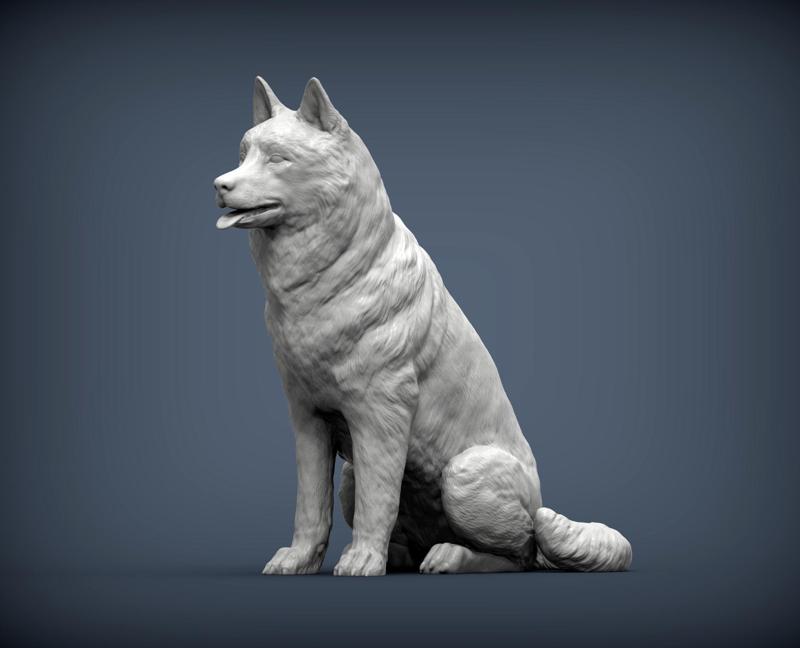Husky dog