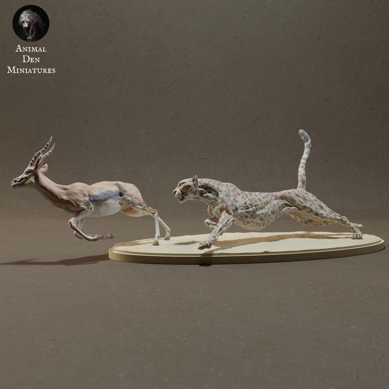 Cheetah Hunting Thomsons Gazelle