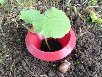Snail collar / snail guard