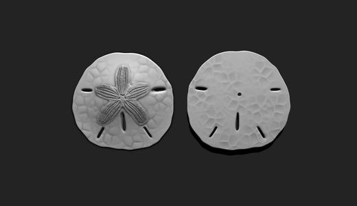 Sand Dollar – Clypeasteroida 3D Print – Aquarium