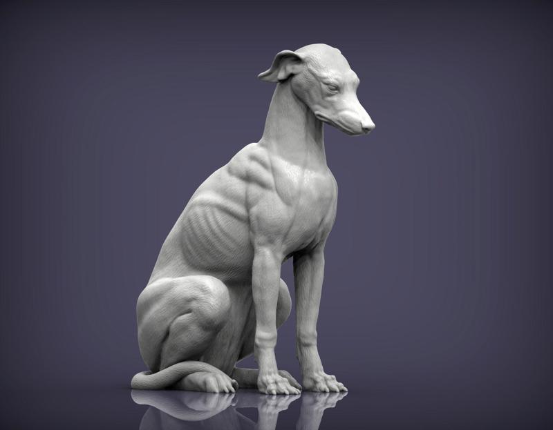Greyhound sitting