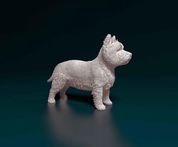 West highland white terrier