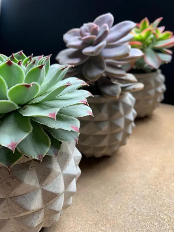 Spiky: Spiked Succulent Planter