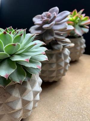 Spiky: Spiked Succulent Planter
