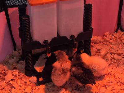 Chick Waterer Pedestal