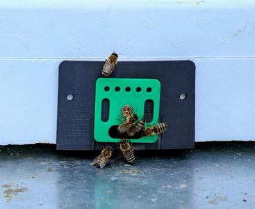 Mini Plus beehive entrance   