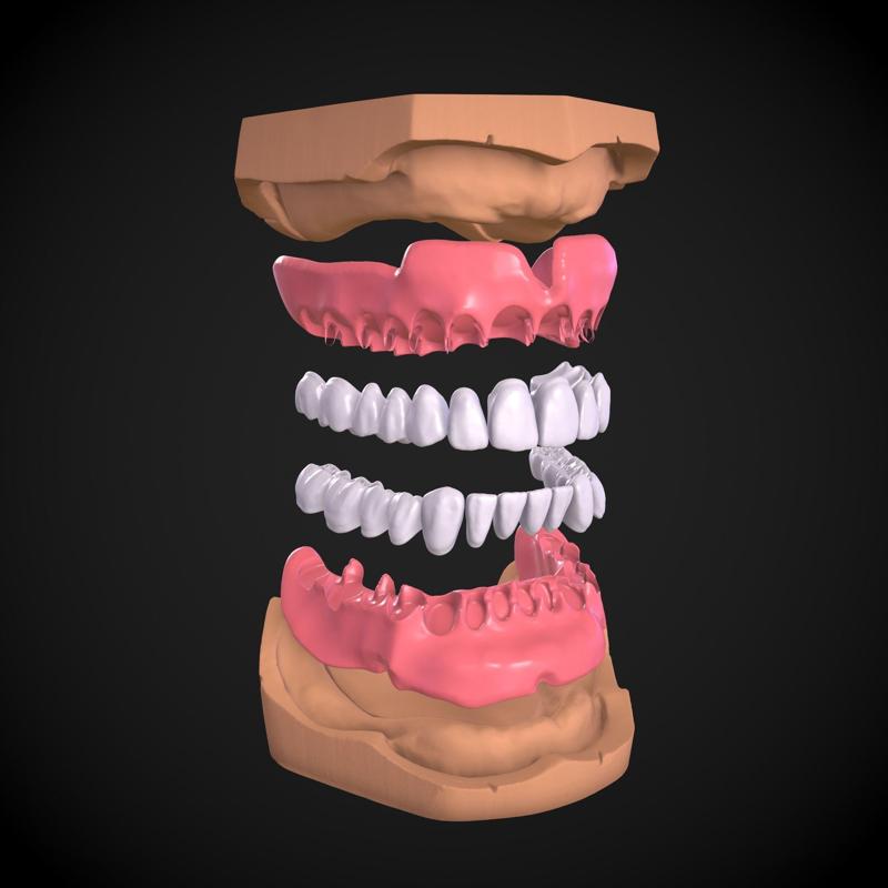 Dental Anatomy Mouth Model Real Scanned Medical Case