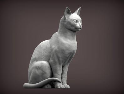 abyssinian cat