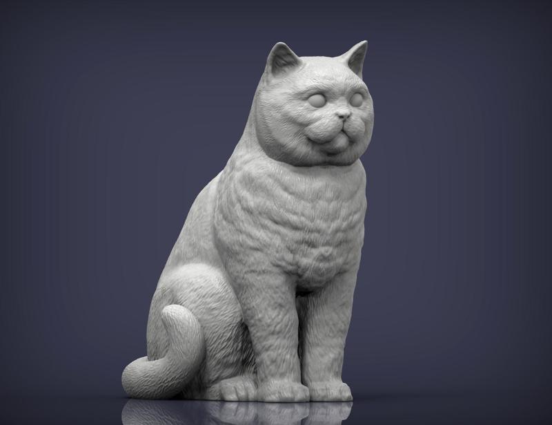 british shorthair cat