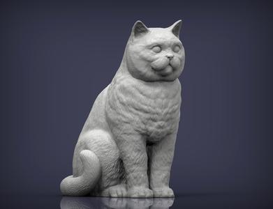 british shorthair cat