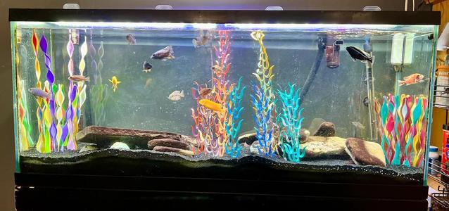 Aquarium Plants