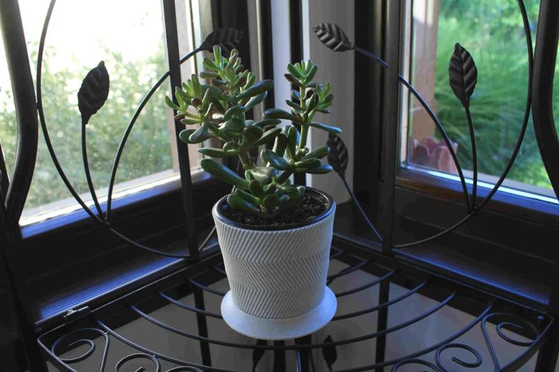Cat “proof” Succulent Pot