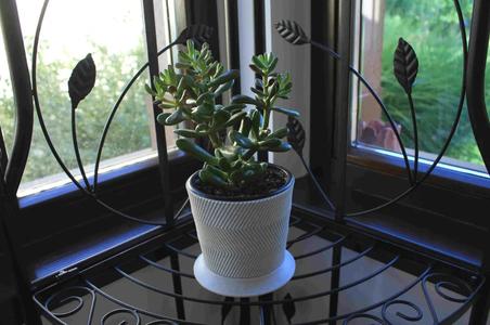 Cat “proof” Succulent Pot