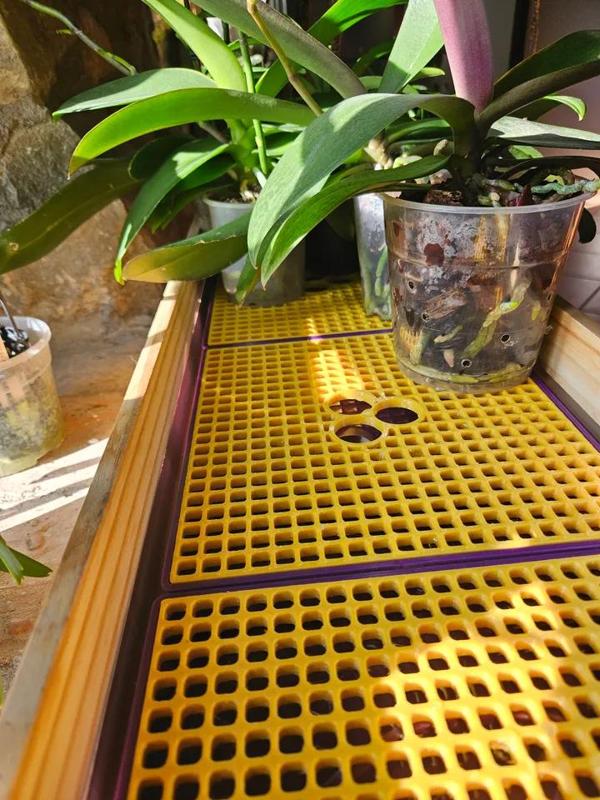 Humidity Tray (especially for orchids)