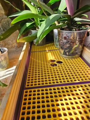 Humidity Tray (especially for orchids)