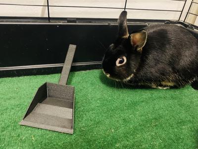 Rabbit scoop / Králičí lopatka