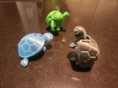 Baby Turtle
