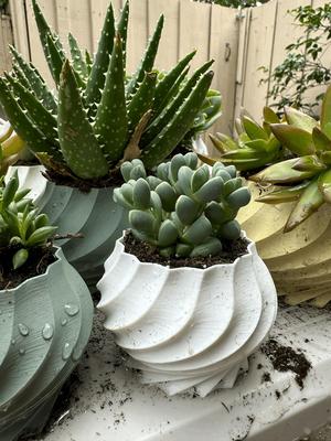 Twisted Plant Pot Collection (5 varieties)